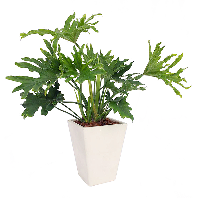 商場綠色植物，打造愜意購物環境