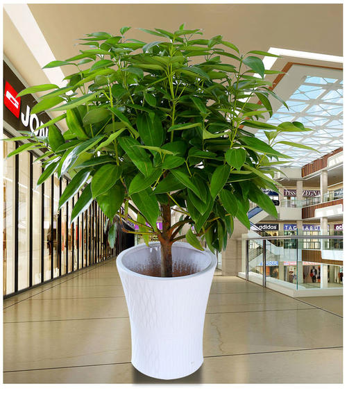 辦公室綠化怎樣做才會更恰當