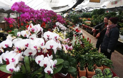 不適合在家中和醫院養的租擺植物有那些？