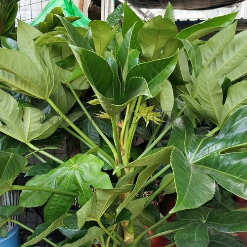 如何讓綠植租賃的性價比更高