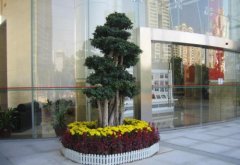 植物租賃行業中有哪些網紅綠植