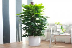 植物在辦公室環境下很難養的原因有哪些？