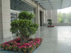 植物租擺之辦公室植物日常養護