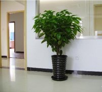 花卉租賃的這些優勢格外突出