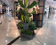 綠植租賃如何進行植物的生長環(huán)境調(diào)