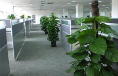 上海綠植租賃如何進行水培綠植的養(yǎng)護