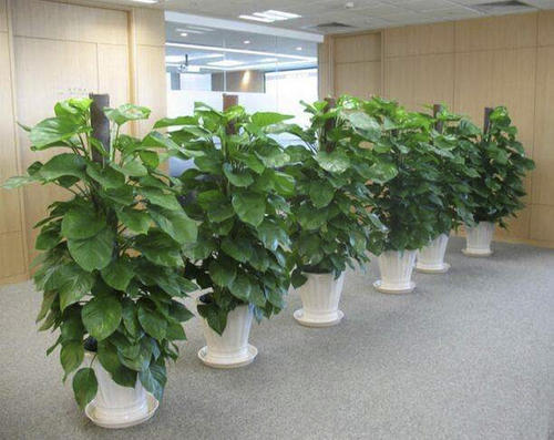 家庭花卉的擺放位置怎樣選擇？