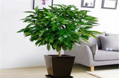 上海綠植租擺后需關注哪些事項