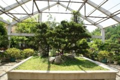 植物租賃行業中有哪些網紅綠植？